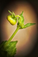 /album/fotogaleria-fotografia-macro/gt-15-640x480-jpg/